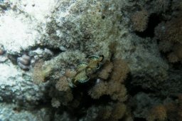 Gebänderte Seezunge (Soleichthys heterorhinos)